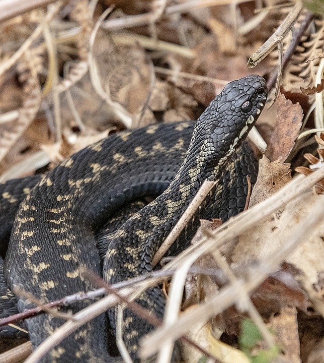 Vipera